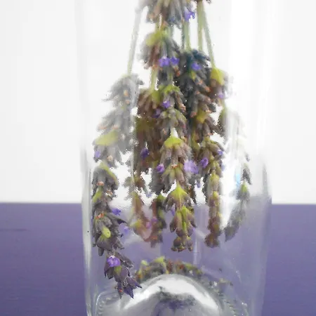 住宿加早餐酒店 Manta 阿拉恰特